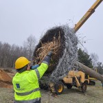 Nowe lęgowisko dla bocianów